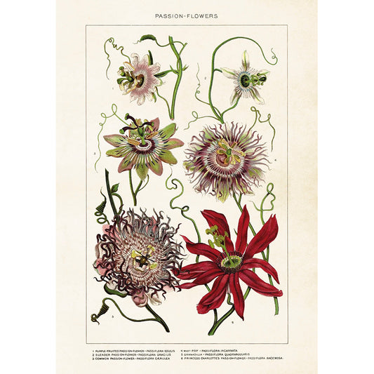 Kasvitaulu juliste Passiflora kukat  35 x 50 cm