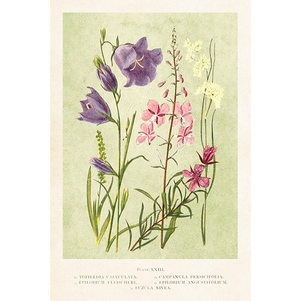 Postikortit peltirasiassa Kesäniitty - Summer Fields
