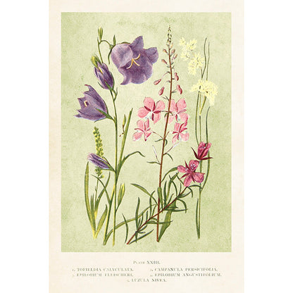 Postikortit peltirasiassa Kesäniitty - Summer Fields