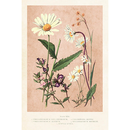 Postikortit peltirasiassa Kesäniitty - Summer Fields