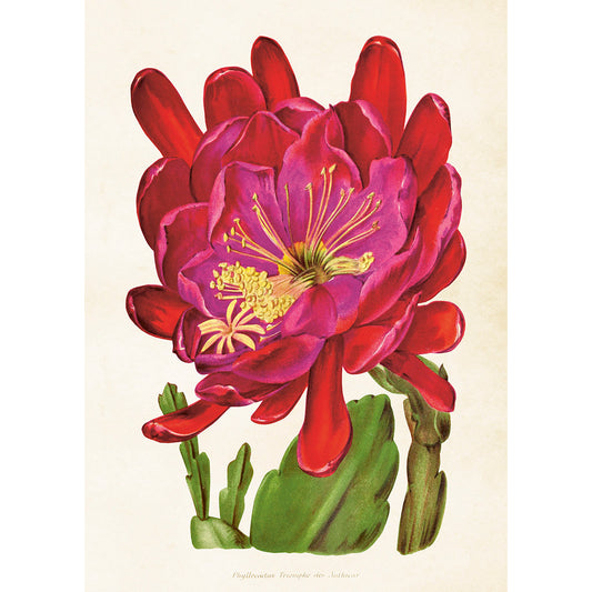 Kasvitaulu juliste Orkideakaktus 50 x 70 cm