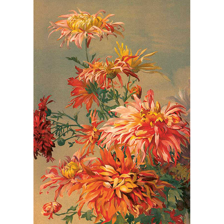 Kasvitaulu juliste Oranssit daaliat 35 x 50 cm