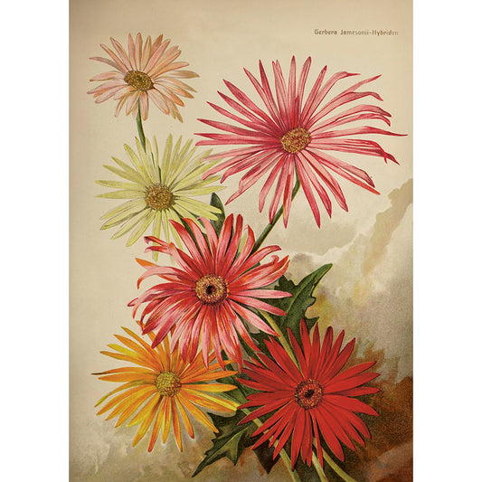 Kasvitaulu juliste Gerbera 50 x 70 cm