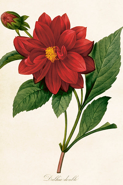 Postikortit peltirasiassa 20 kpl - Vintage Flowers