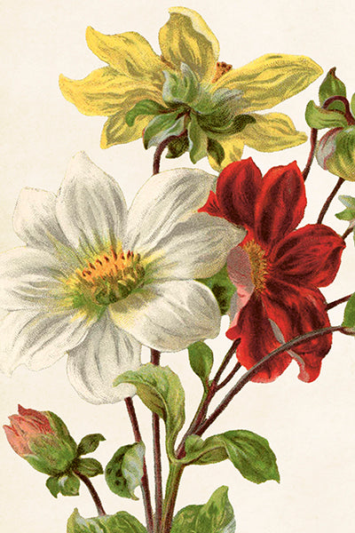 Postikortit peltirasiassa 20 kpl - Vintage Flowers