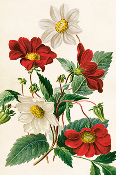 Postikortit peltirasiassa 20 kpl - Vintage Flowers