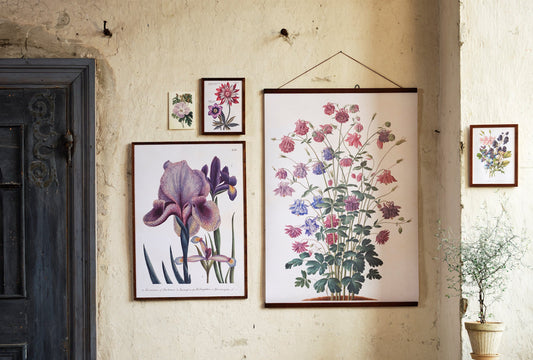 Kasvitaulu juliste Iirikset 50 x 70 cm