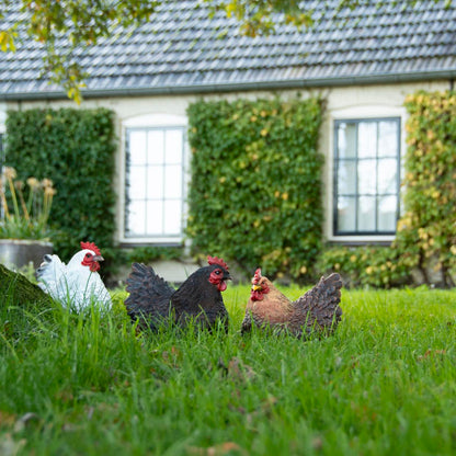 Kana makoileva tummanruskea