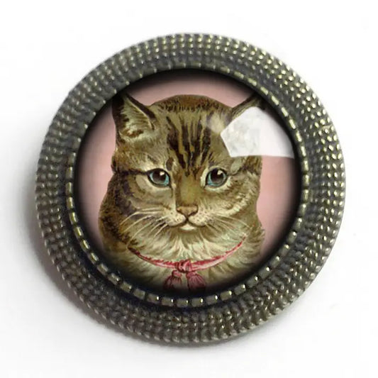 Tabby-kissa rintakoru