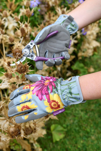 Oksasakset ja vyökotelo lahjapakkaus Asteraceae