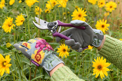 Oksasakset ja vyökotelo lahjapakkaus Asteraceae