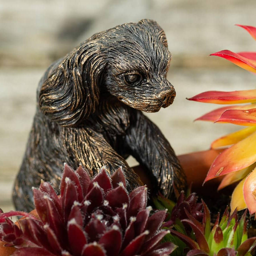 Ruukkukaveri Cavalier&shy;king&shy;charlesin&shy;spanieli