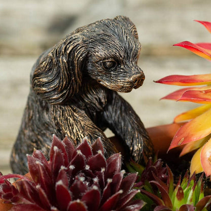 Ruukkukaveri Cavalier&shy;king&shy;charlesin&shy;spanieli