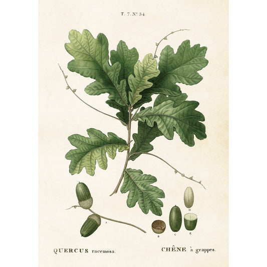 Kasvitaulu juliste Tammi 50 x 70 cm