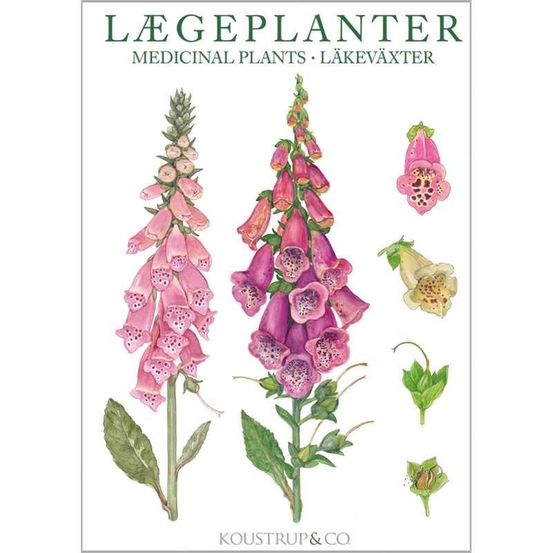 Postikortit Lääkekasvit - Medical Plants 8 kpl