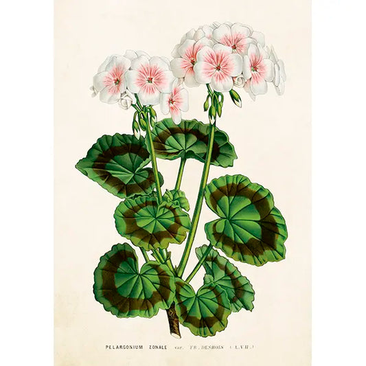 Valkoinen pelargoni kaksiosainen kortti