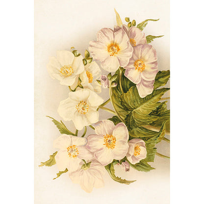 Postikortit peltirasiassa Soft Botanicals 20 kpl