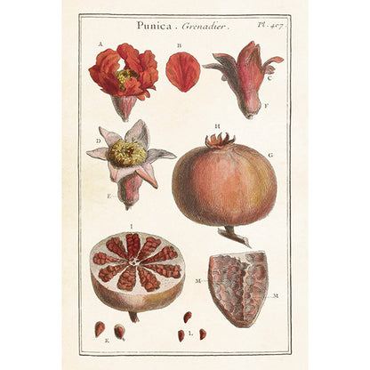 Postikortit peltirasiassa Vintage Seed Pods