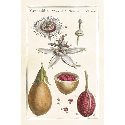 Postikortit peltirasiassa Vintage Seed Pods