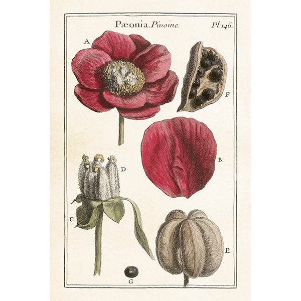 Postikortit peltirasiassa Vintage Seed Pods