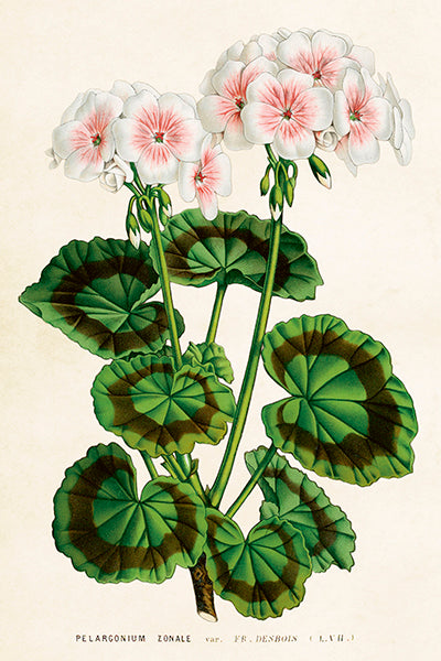 Postikortit peltirasiassa 20 kpl - Sweet Geranium