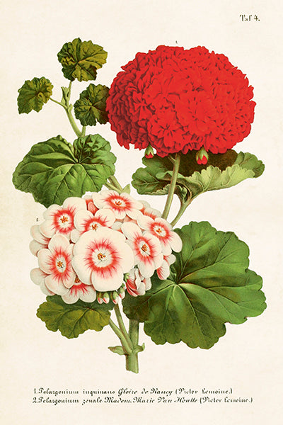 Postikortit peltirasiassa 20 kpl - Sweet Geranium