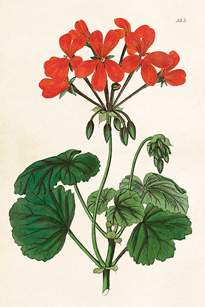Postikortit peltirasiassa 20 kpl - Sweet Geranium