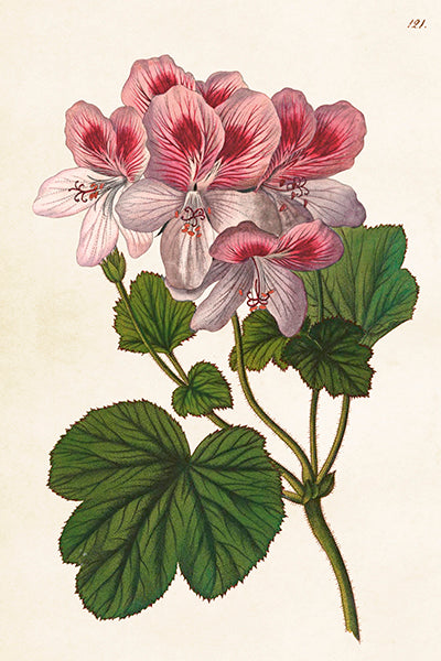 Postikortit peltirasiassa 20 kpl - Sweet Geranium