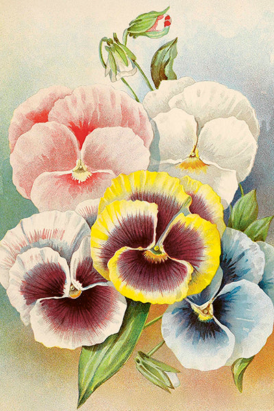 Postikortit peltirasiassa 20 kpl - Pastel Spring Sköna Ting