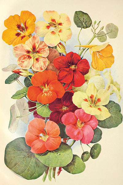 Postikortit peltirasiassa 20 kpl - Summer Bloom