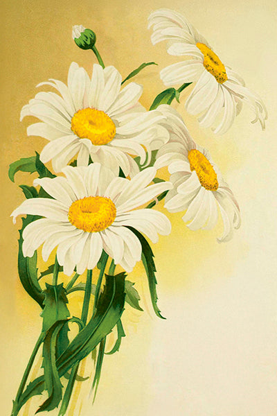 Postikortit peltirasiassa 20 kpl - Summer Bloom