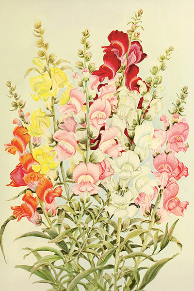 Postikortit peltirasiassa 20 kpl - Summer Bloom
