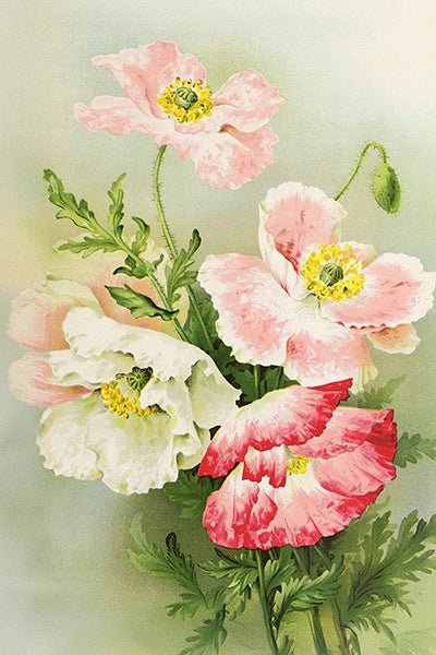Postikortit peltirasiassa 20 kpl - Summer Bloom