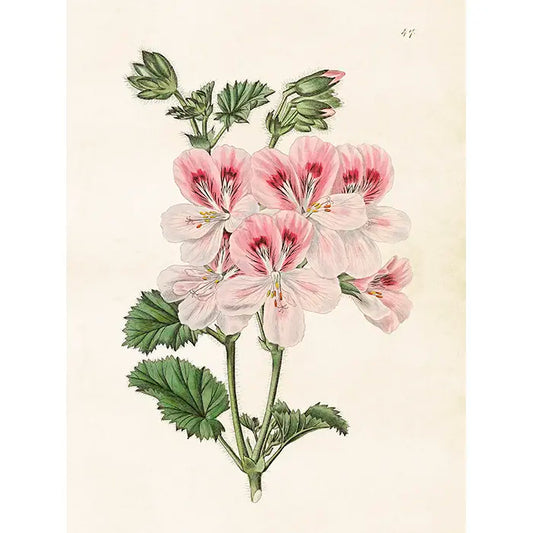 Kasvitaulu Pelargoni 18 x 24 cm