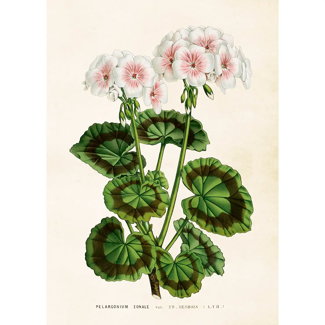 Juliste Valkoinen pelargoni 50 x 70 cm