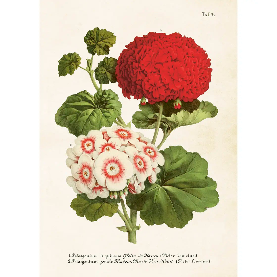 Juliste Punainen ja valkoinen pelargoni 50 x 70 cm