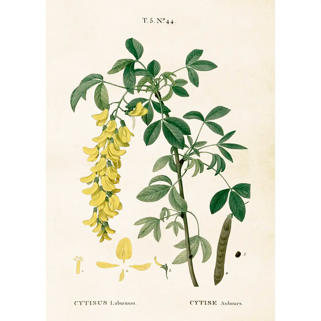 Juliste Jänönvihma 50 x 70 cm