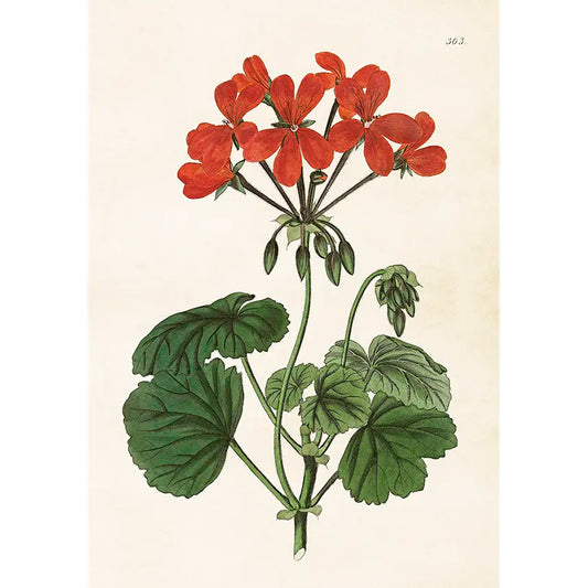 Juliste Pelargoni punainen 35 x 50 cm