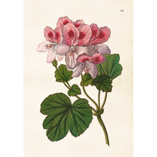 Juliste Pelargoni pinkki 35 x 50 cm