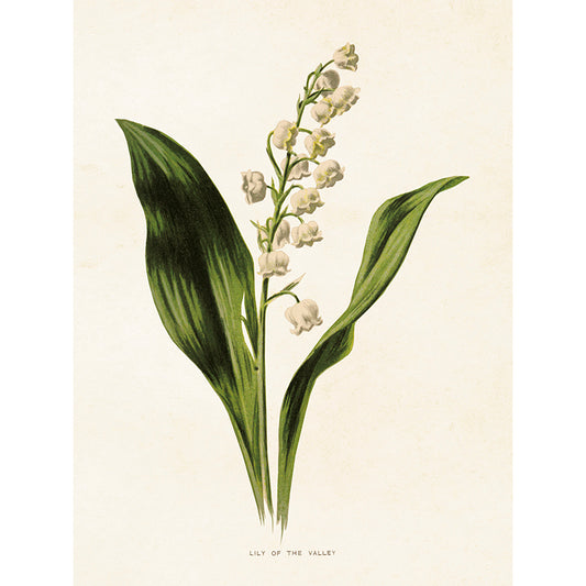 Pieni kasviaiheinen kielo sisustus juliste.