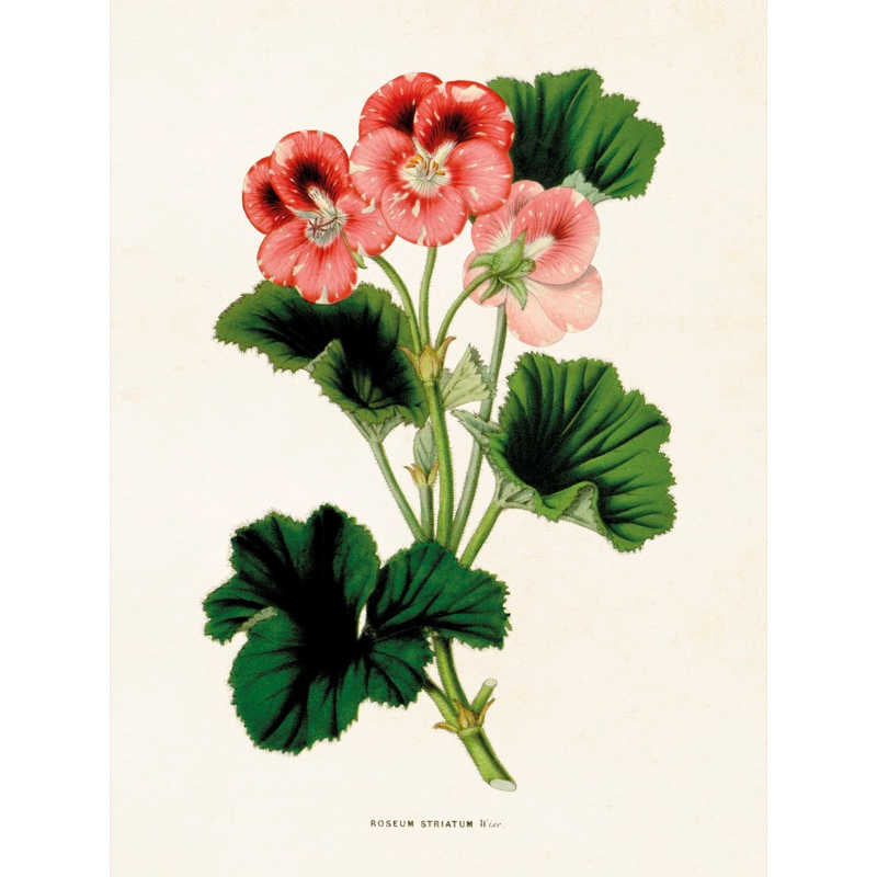 Kasvitaulu Pelargoni (roseum striatum) 18 x 24 cm
