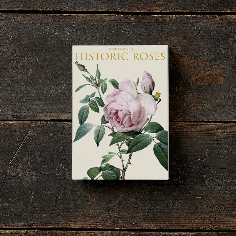 Postikortit Historic Roses 8 kpl