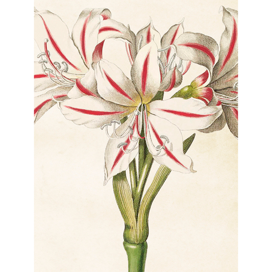 Kasvitaulu Valkoinen punaraidallinen amaryllis 18 x 24 cm