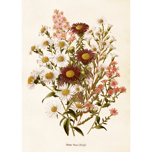 Juliste Syysasterit - New York Aster 50 x 70 cm