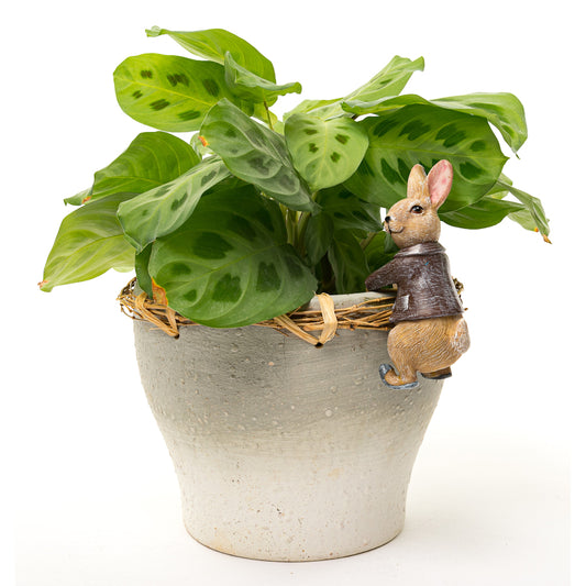 Ruukkukaveri Benjamin Rabbit pupu