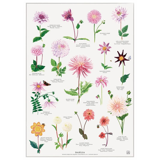 Juliste A4 Daalia - Dahlia