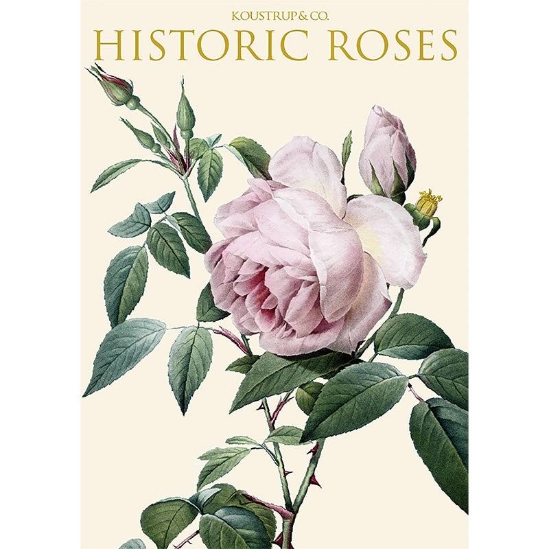 Postikortit Historic Roses 8 kpl