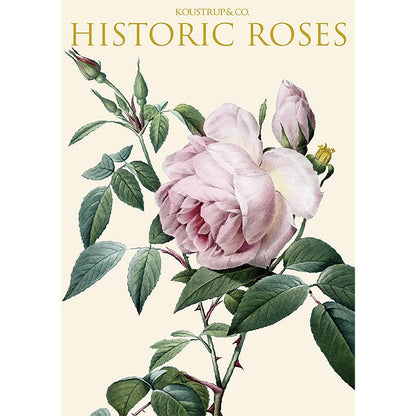 Postikortit Historic Roses 8 kpl