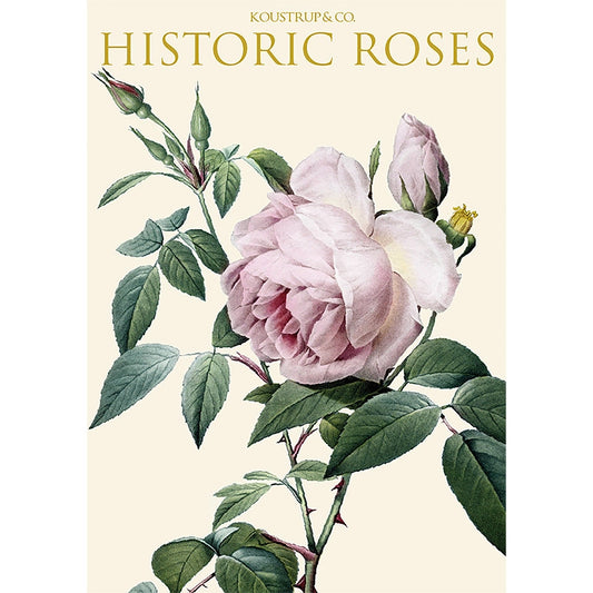 Postikortit Historic Roses 8 kpl