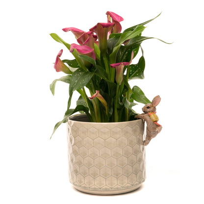 Ruukkukaveri Beatrix Potter Flopsy pupu